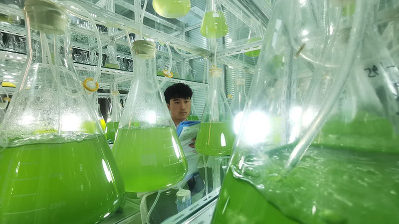 CDMO代工企业排名背后的考量因素